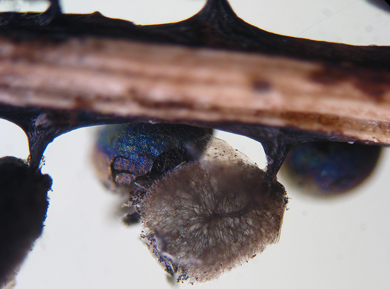 Lamproderma ovoideumechinulatum ?